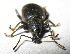  ( - JMCA-1058)  @11 [ ] CreativeCommons - Attribution (2016) Jim Moore Centre for Biodiversity Genomics