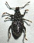  ( - JMCA-1058)  @11 [ ] CreativeCommons - Attribution (2016) Jim Moore Centre for Biodiversity Genomics
