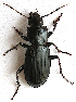  (Pterostichus tarsalis - JMCA-1070)  @14 [ ] CreativeCommons - Attribution (2016) Jim Moore Centre for Biodiversity Genomics