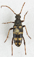  ( - JMCA-1080)  @11 [ ] CreativeCommons - Attribution (2016) Jim Moore Centre for Biodiversity Genomics