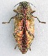  ( - JMCA-1081)  @12 [ ] CreativeCommons - Attribution (2016) Jim Moore Centre for Biodiversity Genomics
