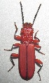  ( - JMCA-1083)  @11 [ ] CreativeCommons - Attribution (2016) Jim Moore Centre for Biodiversity Genomics