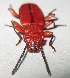  ( - JMCA-1083)  @11 [ ] CreativeCommons - Attribution (2016) Jim Moore Centre for Biodiversity Genomics