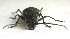  ( - JMCA-1102)  @11 [ ] CreativeCommons - Attribution (2016) Jim Moore Centre for Biodiversity Genomics