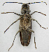  ( - JMCA-1102)  @11 [ ] CreativeCommons - Attribution (2016) Jim Moore Centre for Biodiversity Genomics