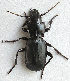  ( - JMCA-1105)  @11 [ ] CreativeCommons - Attribution (2016) Jim Moore Centre for Biodiversity Genomics