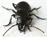  ( - JMCA-1105)  @11 [ ] CreativeCommons - Attribution (2016) Jim Moore Centre for Biodiversity Genomics