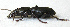  ( - JMCA-1105)  @11 [ ] CreativeCommons - Attribution (2016) Jim Moore Centre for Biodiversity Genomics