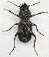  ( - JMCA-1105)  @11 [ ] CreativeCommons - Attribution (2016) Jim Moore Centre for Biodiversity Genomics