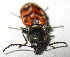  ( - JMCA-1108)  @13 [ ] CreativeCommons - Attribution (2016) Jim Moore Centre for Biodiversity Genomics