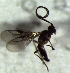  (Chaenusa conjungens - 1.2-LM-41)  @11 [ ] CreativeCommons - Attribution Non-Commercial Share-Alike (2016) E. Villa-Galaviz University of Bristol