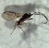  ( - 10.2-LM-71)  @12 [ ] CreativeCommons - Attribution Non-Commercial Share-Alike (2016) E. Villa-Galaviz University of Bristol