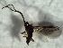  ( - 4.2-LM-104)  @11 [ ] CreativeCommons - Attribution Non-Commercial Share-Alike (2016) E. Villa-Galaviz University of Bristol