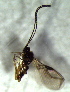  ( - 4.2-LM-26)  @11 [ ] CreativeCommons - Attribution Non-Commercial Share-Alike (2016) E. Villa-Galaviz University of Bristol