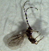  ( - 73.2-LM-15)  @11 [ ] CreativeCommons - Attribution Non-Commercial Share-Alike (2016) E. Villa-Galaviz University of Bristol