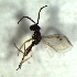  ( - 80.2-LM-53)  @11 [ ] CreativeCommons - Attribution Non-Commercial Share-Alike (2016) E. Villa-Galaviz University of Bristol