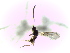  ( - Ash-L-121)  @11 [ ] CreativeCommons - Attribution Non-Commercial Share-Alike (2016) E. Villa-Galaviz University of Bristol