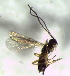  ( - Ash-L-159.1)  @11 [ ] CreativeCommons - Attribution Non-Commercial Share-Alike (2016) E. Villa-Galaviz University of Bristol