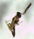  ( - Ash-L-94.2)  @13 [ ] CreativeCommons - Attribution Non-Commercial Share-Alike (2016) E. Villa-Galaviz University of Bristol