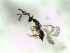  ( - Ash-L-94.3)  @13 [ ] CreativeCommons - Attribution Non-Commercial Share-Alike (2016) E. Villa-Galaviz University of Bristol