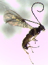  ( - Bran-L-151)  @11 [ ] CreativeCommons - Attribution Non-Commercial Share-Alike (2016) E. Villa-Galaviz University of Bristol