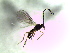 ( - Bran-L-176)  @11 [ ] CreativeCommons - Attribution Non-Commercial Share-Alike (2016) E. Villa-Galaviz University of Bristol