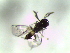  (Pnigalio sp. 2 - Troop-L-72)  @11 [ ] CreativeCommons - Attribution Non-Commercial Share-Alike (2016) E. Villa-Galaviz University of Bristol