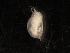  (Daphnia spinulata - SJA-0080)  @12 [ ] CreativeCommons - Attribution (2009) CBG Photography Group Centre for Biodiversity Genomics
