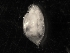  (Daphnia pulex sp. 2 - SJA-0092)  @13 [ ] CreativeCommons - Attribution (2009) CBG Photography Group Centre for Biodiversity Genomics