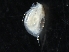 (Daphnia cf. peruviana - SJA-0125)  @13 [ ] CreativeCommons - Attribution (2009) CBG Photography Group Centre for Biodiversity Genomics