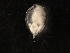  (Daphnia obtusa sp. 10 SJA - SJA-0171)  @13 [ ] CreativeCommons - Attribution (2009) CBG Photography Group Centre for Biodiversity Genomics