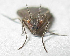  ( - BIOUG06723-C03)  @12 [ ] CreativeCommons - Attribution (2012) CBG Photography Group Centre for Biodiversity Genomics