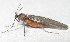  (Catocha betsyae - BIOUG06723-C03)  @13 [ ] CreativeCommons - Attribution (2012) CBG Photography Group Centre for Biodiversity Genomics