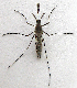  ( - BIOUG06723-C08)  @13 [ ] CreativeCommons - Attribution (2012) CBG Photography Group Centre for Biodiversity Genomics