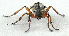  ( - BIOUG06723-E04)  @13 [ ] CreativeCommons - Attribution (2012) CBG Photography Group Centre for Biodiversity Genomics