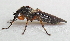  ( - BIOUG06723-E04)  @12 [ ] CreativeCommons - Attribution (2012) CBG Photography Group Centre for Biodiversity Genomics