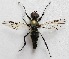  (Bibio albipennis - BIOUG06723-E05)  @11 [ ] CreativeCommons - Attribution (2012) CBG Photography Group Centre for Biodiversity Genomics