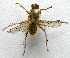  ( - BIOUG06723-F06)  @13 [ ] CreativeCommons - Attribution (2012) CBG Photography Group Centre for Biodiversity Genomics