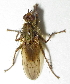  ( - BIOUG06723-F06)  @13 [ ] CreativeCommons - Attribution (2012) CBG Photography Group Centre for Biodiversity Genomics