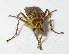  ( - BIOUG06723-F06)  @13 [ ] CreativeCommons - Attribution (2012) CBG Photography Group Centre for Biodiversity Genomics