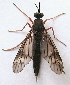  ( - BIOUG06723-G01)  @11 [ ] CreativeCommons - Attribution (2012) CBG Photography Group Centre for Biodiversity Genomics