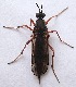  ( - BIOUG06723-G01)  @11 [ ] CreativeCommons - Attribution (2012) CBG Photography Group Centre for Biodiversity Genomics