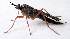  ( - BIOUG06723-G01)  @11 [ ] CreativeCommons - Attribution (2012) CBG Photography Group Centre for Biodiversity Genomics