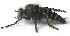  ( - BIOUG06723-G07)  @13 [ ] CreativeCommons - Attribution (2012) CBG Photography Group Centre for Biodiversity Genomics