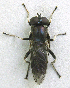  ( - BIOUG06723-G10)  @13 [ ] CreativeCommons - Attribution (2012) CBG Photography Group Centre for Biodiversity Genomics