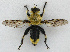  ( - JMCA-0732)  @11 [ ] CreativeCommons - Attribution (2016) Jim Moore Centre for Biodiversity Genomics