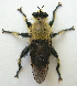  ( - JMCA-0732)  @11 [ ] CreativeCommons - Attribution (2016) Jim Moore Centre for Biodiversity Genomics