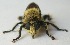  ( - JMCA-0732)  @11 [ ] CreativeCommons - Attribution (2016) Jim Moore Centre for Biodiversity Genomics