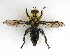 ( - JMCA-0732)  @11 [ ] CreativeCommons - Attribution (2016) Jim Moore Centre for Biodiversity Genomics