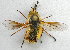  ( - JMCA-0739)  @11 [ ] CreativeCommons - Attribution (2016) Jim Moore Centre for Biodiversity Genomics